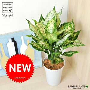 NEW!!@fBtFoLAERpN^@FVvvZbg@7TCY@fwoLAEfnRpN^EfBtFRpN^EAiEJ~[@hV̓@|Cg@