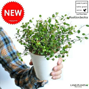 �y�������z ���C���[�v�����c 4�� ���F �v���X�`�b�N�� �~���[�����x�b�L�A�E����Ή��E�ǖʗΉ��@�^�f�ȁE�c�E�c�؁E�O�����h�J�o�[�E�|�C���g�����@Muehlenbeckia axillaris�@�h�V�̓��@�|�C