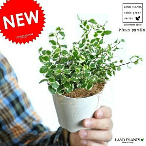 yz v~ij 3 F vX`bN tBJX@v[~EΉEǖʗΉ@NȁEcEc؁EOhJo[E|Cg@Ficus pumila@hV̓@|Cg