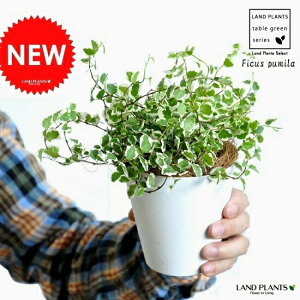 �y�������z �v�~���i������j 4�� ���F �v���X�`�b�N�� �t�B�J�X�E�v�[�~���E����Ή��E�ǖʗΉ��@�N���ȁE�c�E�c�؁E�O�����h�J�o�[�E�|�C���g�����@Ficus pumila�@�h�V�̓��@�|�C���g����