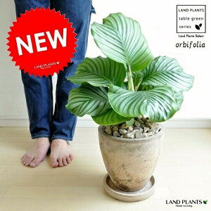 JeAiIrtHAj F GbOEh^ 픫 J[[t Calathea bifolia@cEc؁EAEYEREhV̓E|CgEϗtAE
