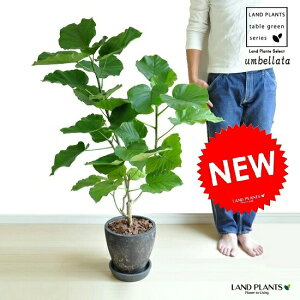 ウンベラータ 鉢植えの人気商品 通販 価格比較 価格 Com