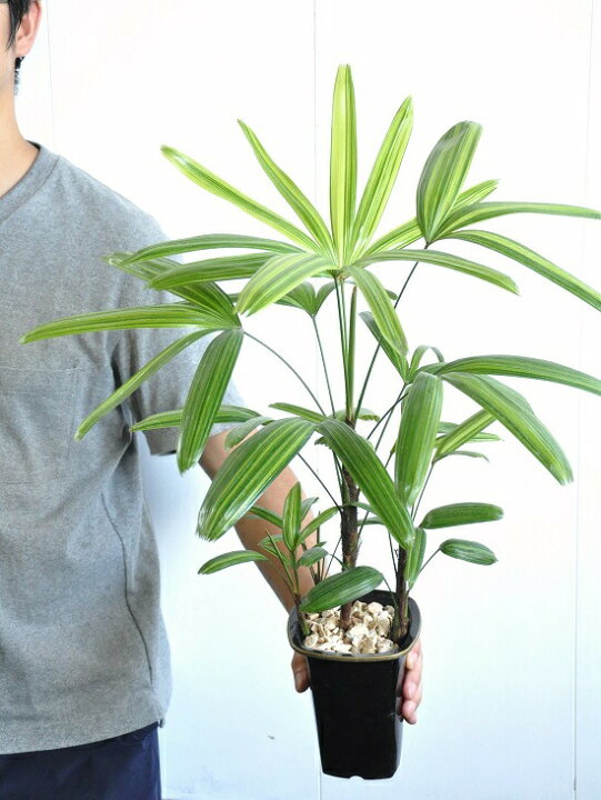 観葉植物）大型 インテリア ヤシ カンノンチク（観音竹）南山錦 6号 