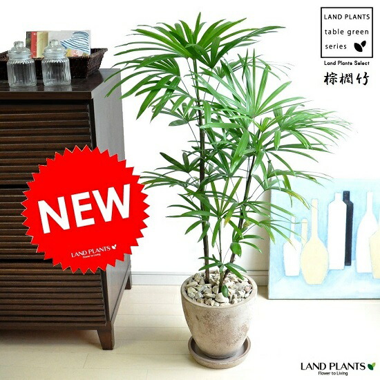 観葉植物 棕櫚竹の人気商品・通販・価格比較 - 価格.com
