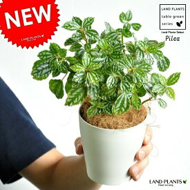 楽天市場 植物 ピレアの通販
