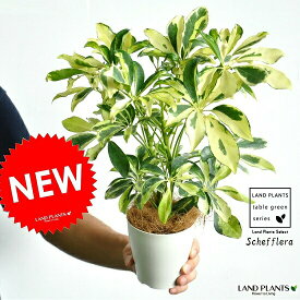 シェフレラ（斑入り：バリエガータ） 白色 プラスチック鉢 4号 斑入りカポック・Schefflera・フカノキ・ホンコンカポック　苗・苗木・敬老の日・ポイント消化・観葉植物