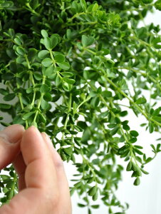 yz yy~Aifs[ij F vX`bN 4 yRRt@Co[z ̐A Peperomia T_\E c@ϗtA A  c cؔ zCg  Eh 