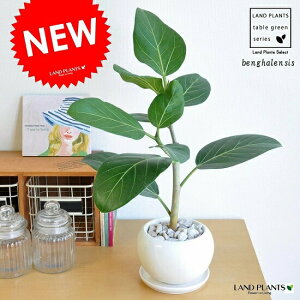 ベンガレンシス(ベンガルゴム) 白色 丸型 陶器鉢 1鉢 【ぺブル・受皿】フィカス ベンガレンシス オードリー ゴムの木 ゴム Ficus benghalensis