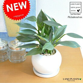 フィロデンドロン（シルバーメタル） 白色 丸型 陶器鉢 ツル性の植物・ポトス・ポイント消化・観葉植物