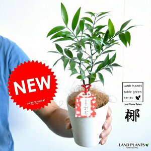 т̖؁iFiMj 4 vX`bN F iRRt@Co[j iM̖ iMmL  FOR _  A c c v 4 12cm ϗtA A   Ȃ  zCg