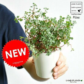 【お試し】 ピレア（グラウカ） 4号 白色 プラスチック鉢 多肉質の植物・Pilea・アサバソウ　敬老の日・ポイント消化・観葉植物・多肉植物