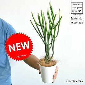 【お試し】 ユーフォルビア（オンコクラータ） 4号 白色 プラスチック鉢 フユーフォルビア・トウダイグサ・ユーホルビア　カクタス・苗・苗木・敬老の日・ポイント消化・観葉植物　Euphorbia oncoclada・マダガスカル
