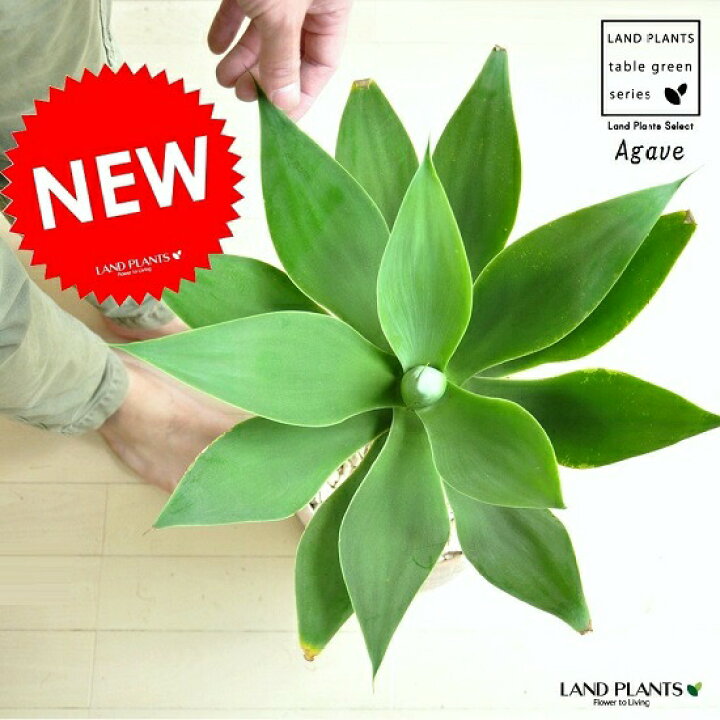 楽天市場】アガベ（アテナータ） エッグ型 ラウンド陶器鉢 茶色 