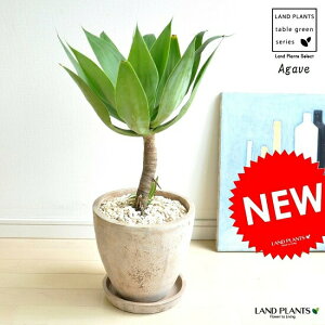 AKxiAei[^j F GbO^ Eh 픫 AKxAei[^EAekAi[^@@AgaveEAEE[cEAGEJtHjAE㗖@AKyEAKFEϗtA