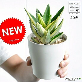 【お試し】 アロエ（不夜城：フャジョウ） 4号 白色 プラスチック鉢 （斑入り） 多肉植物・多肉質・多肉・　カクタス・苗・苗木・ポイント消化・観葉植物　Aloe・アロエベラ