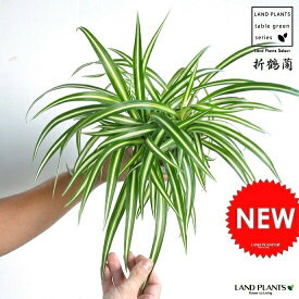 【お試し】 オリヅルラン（折鶴蘭） 白色 4号 プラスチック鉢 Chlorophytum comosum・オリズルラン　ポイント消化・観葉植物