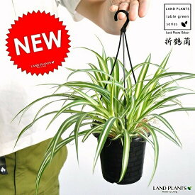 【お試し】 オリヅルラン（折鶴蘭） 黒色 プラスチック製 吊り鉢 Chlorophytum comosum・オリズルラン　ポイント消化・観葉植物