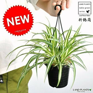観葉植物 オリヅルランの人気商品 通販 価格比較 価格 Com
