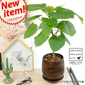 Ex[^@Ebh@yCg픫@MTCY@yϗtAz ʌI@FEuEE픫EAؔ