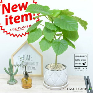 ウンベラータ 白色 ラチス模様 ラウンド型 陶器鉢 ホワイト 【観葉植物】 5号・6号 白色陶器鉢 植木鉢