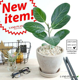 楽天市場 珍しい 観葉植物 種類 植物 ゴムの木 の通販
