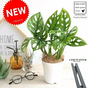 yz }hJY 4 F vX`bN A c c  zCg v t[hqX^[[ zECVE Xe ϗtA V@ RRVt@Co[