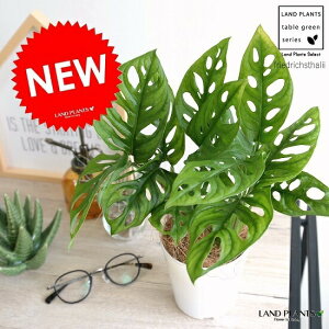 観葉植物 ココヤシの人気商品 通販 価格比較 価格 Com
