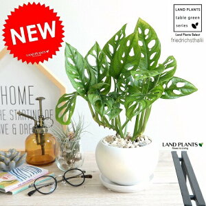 マドカズラ 白色 丸形 陶器鉢 丸鉢 鉢植え 陶器 白 ホワイト 常滑 モンステラ フリードリヒスターリー ホウライショウ 観葉植物 マドカヅラ 窓葛 送料無料