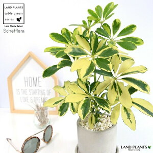 観葉植物 ホンコンの人気商品 通販 価格比較 価格 Com