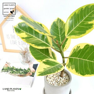 tBJXEAeBV} Zg V_[^ 픫 AeV[} oGK[^  Ft  A ی` RN|bg D DF O[ ˂