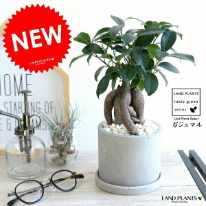 KW} i^Cvj Zg V_[ 픫 K炷 K̎  ܂̖ jWKW} lQA  c c D O[ RN[g ϗtA