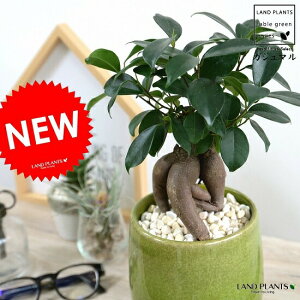 ガジュマル 観葉植物の人気商品 通販 価格比較 価格 Com