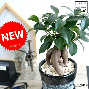 KW} ij N[^H ֖򓩊픫 iBLACKj K炷 K̎  ܂̖ A    ubN zCg DF c  ϗtA   o