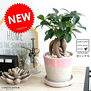 KW} N[^H iF×Fj ֖򓩊픫 K炷 K̎  ܂̖ A  sN zCg c  ϗtA