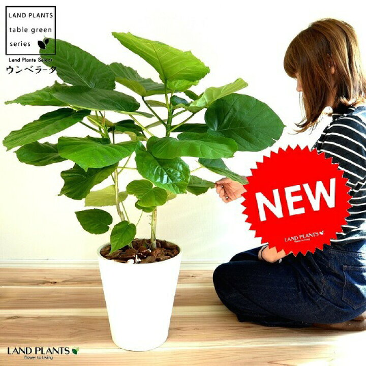 楽天市場 ウンベラータ 株立ち 8号 セラアート 白色 鉢植え ゴム ゴムノキ ゴムの木 ハート型 白 ホワイト 丸 観葉植物 ランドプランツ