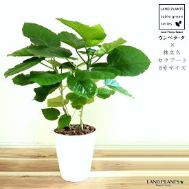 楽天市場 ハート型 観葉植物の通販