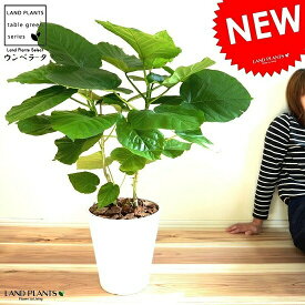 楽天市場 ハート型 観葉植物 花 観葉植物 花 ガーデン Diyの通販