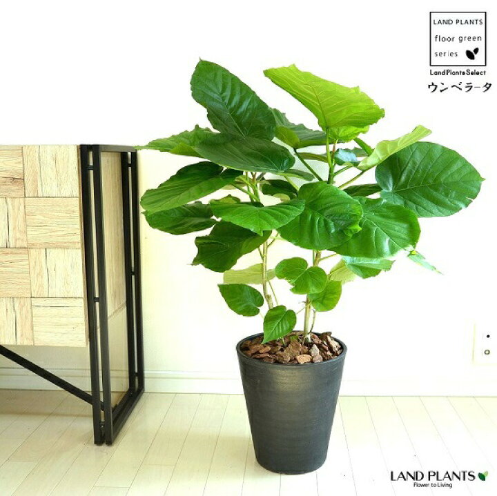 楽天市場 ウンベラータ 株立ち セラアート 黒色 8号 鉢植え ゴム ゴムノキ ゴムの木 ハート型 黒 ブラック 丸 観葉植物 ランドプランツ