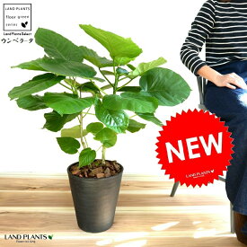 楽天市場 ハート型 観葉植物 花 観葉植物 花 ガーデン Diyの通販