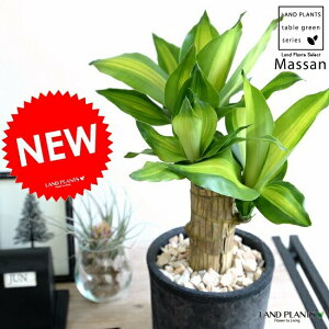 観葉植物 ドラセナ マッサンゲアナの人気商品 通販 価格比較 価格 Com