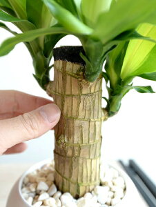 K̎ hZii}bTj F ی^ 픫 yF΁EMz}bTQAi }bTMAi E[c EPcWA   ֖ c c  zCg ϗtA 