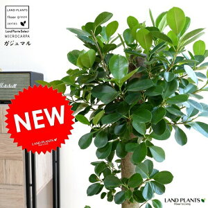 KW} ipdāj F ZA[g ̑ K炷 삪Zޖ ^  A    zCg ϗtA }[V