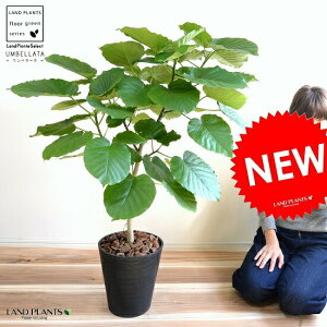 Ex[^ 8 Ȃ iFj ZA[g A ^ ϗtA iR`j yMtgzz8   ubN 