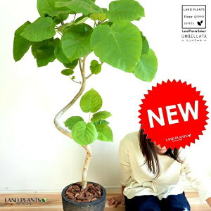 Ex[^i3DJ[uȂj F GbO^ Eh 픫 y΁EMEĕz ϗt ϗtA ^ A  c c A A  ubN  Eh  f fĔ e