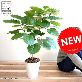 ウンベラータ 8号（白色） セラアート鉢 （自然樹形） 鉢植え 大型 観葉植物 【ギフト配送可】8号鉢 送料無料 割れない