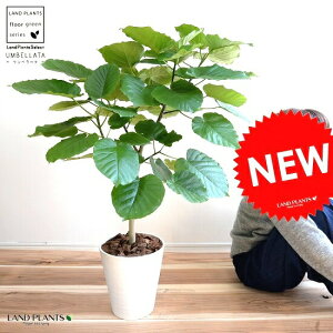 観葉植物 ウンベラータ 大型 8号の人気商品 通販 価格比較 価格 Com