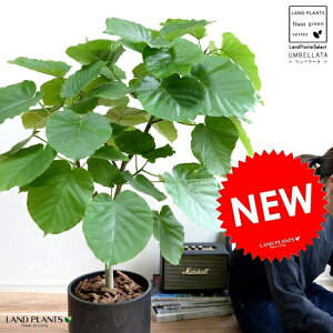 ウンベラータ 植木鉢の人気商品 通販 価格比較 価格 Com