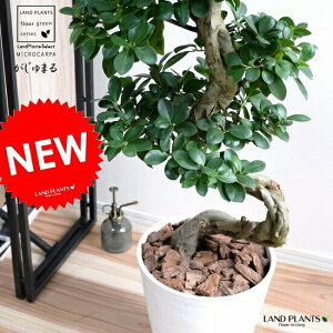 観葉植物 ガジュマル 昇り竜」の人気商品一覧・価格比較 - 価格.com