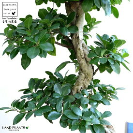ガジュマル （曲がり盆栽） 白色 セラアート鉢 8号 鉢植え がじゅまる 大型 昇り竜 鉢 白 ホワイト 丸 観葉植物 送料無料 bonsai