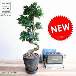 観葉植物 ガジュマル 昇り竜」の人気商品一覧・価格比較 - 価格.com
